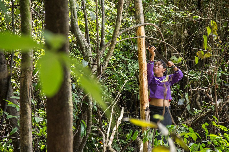 Photo by Juan Carlos Huayllapuma (CIFOR). A small forestry in Callaría, in the Peruvian Amazon. CIFOR via Flickr.